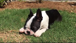 Pepper: Boston Terrier Puppy for Life