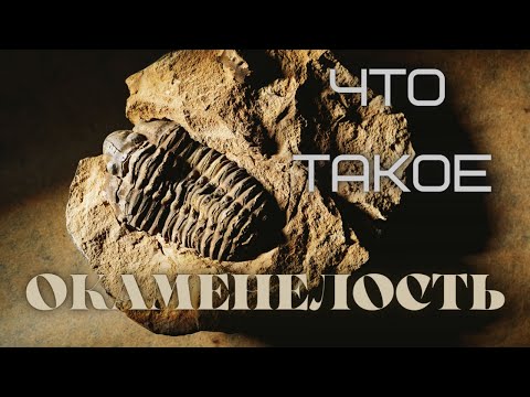 Видео: Что такое окаменелости и что они нам говорят?