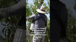 Ladder Safety in the Orchard