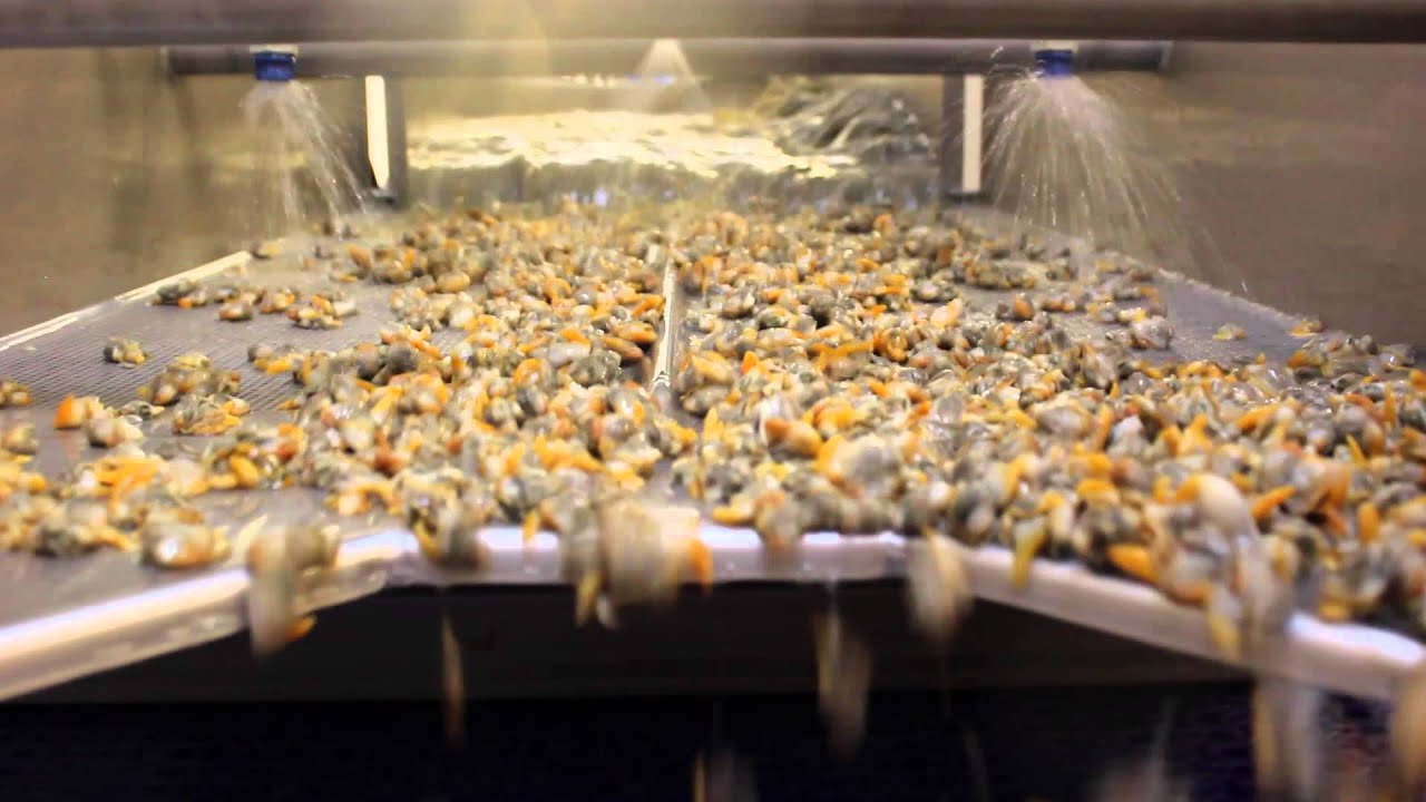 Vilsund Blue - Cockles