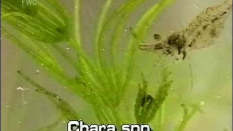 muskgrass (Chara species)