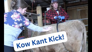 Milk Training a Dexter Cow: Kow Kant Kick! Pt. 3