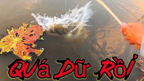 Cấm Câu Cá Ruộng Sen Chưa Cấm Xong Là Dính Cá Lóc Bự | Xinh Cá Miền Tây