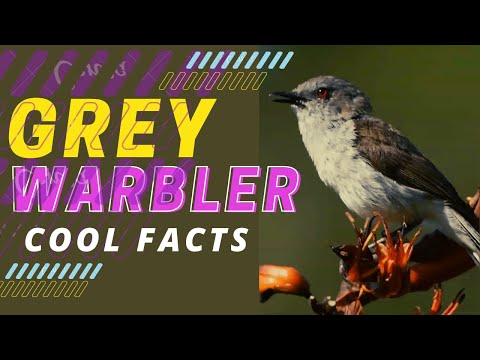 Video: Grey warbler: deskripsi, habitat, reproduksi, dan pemeliharaan di rumah