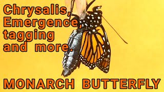 How to ensure safe emergence from the chrysalis, see it happen, and ID sex of butterfly and tag!
