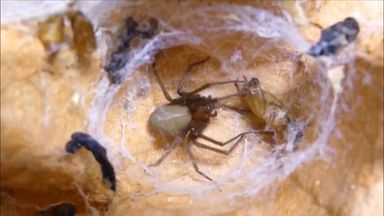 ‪@Dangerouswildarachnids‬