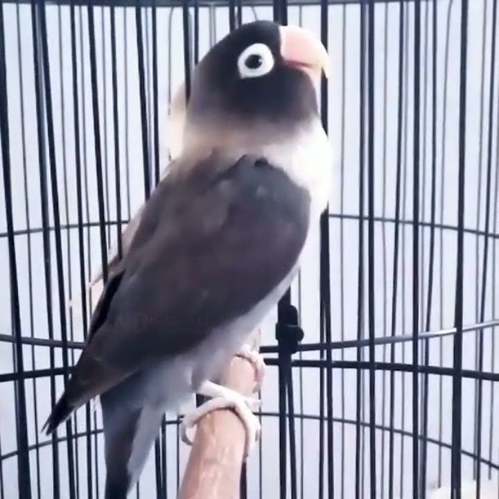 Lovebird ngetik sambung ngekek | Labet ANACONDA BF 20