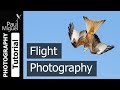 How to Photograph Birds in Flight (Canon 1DX Mark i)