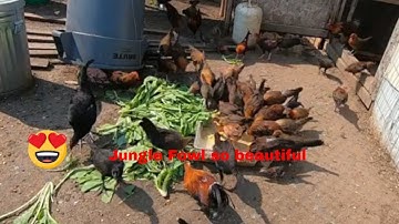 Mus pub qaib 048 mus saib qaib thiab nraj