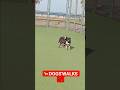 DOGS'WALKS #dogslife #dogswalks#dogswalker#dogswalking#dogstraining#dogstrainer