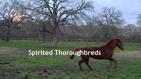 Beyond the Homestretch Book Trailer