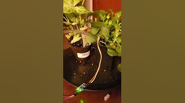 RPi Plant watering