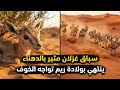 من سباق غزلان مثير بالدهناء إلى مفاجأة ولادة ريم يختفي صغيرها   أحداث كانت نادرة في الصحراء السعودية نجومي