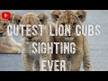 Cutest Video In The World Simba Is Real Cutest Video In The World Simba Is Real