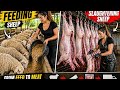 A Day on Sheep Farm | Feeding to Meat Production