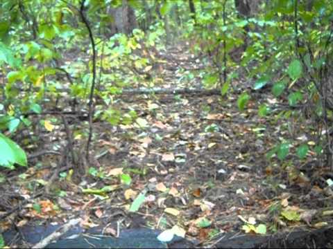 Animal Tracking - Following Trails.wmv