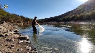 buscando tilapias gigantescas y encontré tilapias monstruo en este arroyo