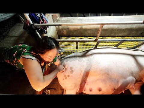 Video Kỹ Thuật Đỡ Đẻ Cho Heo Nái Kỹ Thuật Móc Heo Đẻ Khó... - youtube