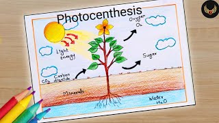 Photosynthesis process of plants diagram drawing l Photosynthesis labeled diagram drawing