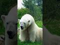 Polar Bear Sound 
