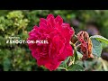 Camera Photo Test Google Pixel 4a 5G | Full Hi-res Picture at Morning Time