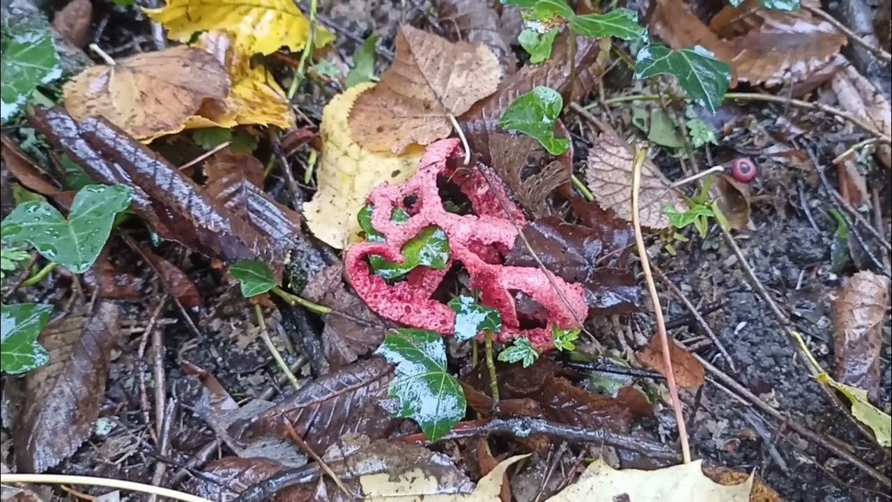 Découvrez le COEUR de SORCIÈRE ou CLATHRE ROUGE. un CHAMPIGNON très ORIGINAL. YouTube