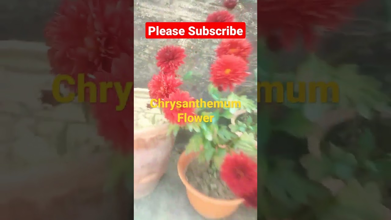 Chrysanthemum Flower 