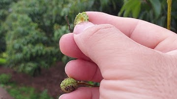 Hướng Dẫn Tẩy Chàm, Sáng Trái, Chống Rỉ Sắt Vải Thiều Lục Ngạn Mùa 2021