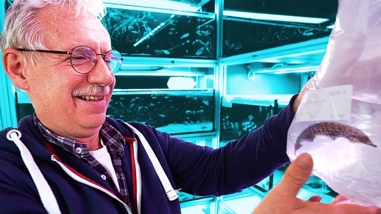 Messerfisch, Flundern und Co. im Aquarium Fisch Unboxing  📤