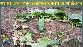 শসার ঢলে পড়া রোগ ও প্রতিকার।। cucumber tree droop diease in bangla