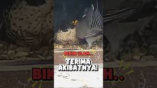 Burung Kurang Ajar Masuk Sarang Orang Endingnya Bikin Ngilu burungusil viral shorts