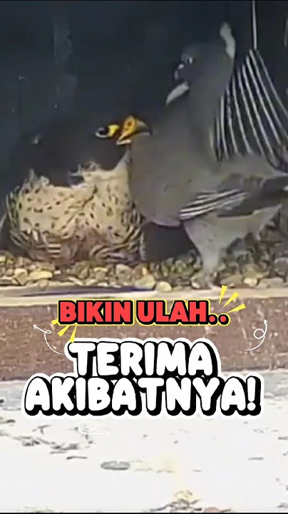 Burung Kurang Ajar Masuk Sarang Orang, Ending-nya Bikin Ngilu! #burungusil #viral #shorts
