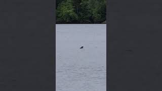 Floating loon does the shake it off dance. #shorts