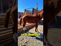 Potrillo $8500 Pesos Mexicanos #caballos #huntervlogs #gokanales #ganado #vacas #potrillos #ganados