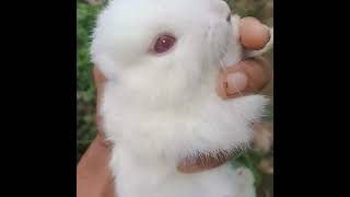 Rabbit baby screaming / Baby rabbit sound. #rabbit baby screaming #rabbitsound #babyrabbit