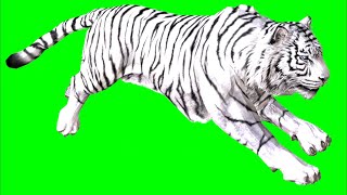 Green Screen Tiger White full animation