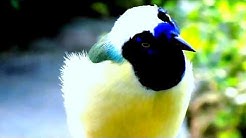 birds names and pictures