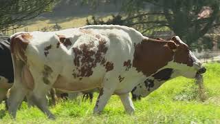 Lechería Holstein con normando  - La Finca de Hoy