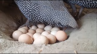 Fascinating Guinea Fowl Live Egglaying  | Unique Nature's Miracle