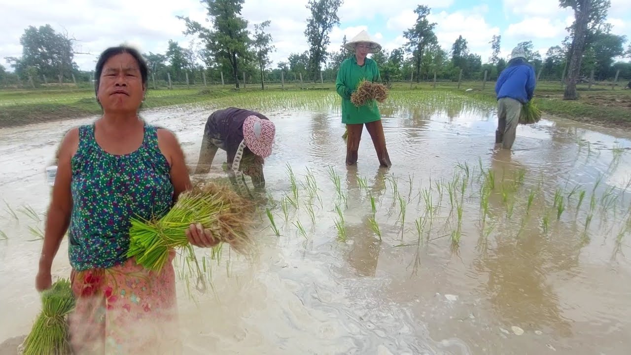 ดำนาวันแรกของปีพ่อปู่แม่ย่ามาช่วยทีมงานหลกกร้าบ้านนี้เก่งคักได้มื้600/700ต่อมื้ชิเอาเงินใส่จ่ายบาตนิ
