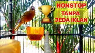 Suara Kenari Lokal Gacor Durasi Panjang Masteran terbaik buat kenari manapun.