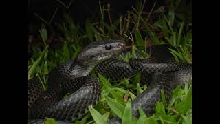 Lycodon Irwin Snake Gk Current Affairs