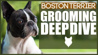 How To Groom Your BOSTON TERRIER