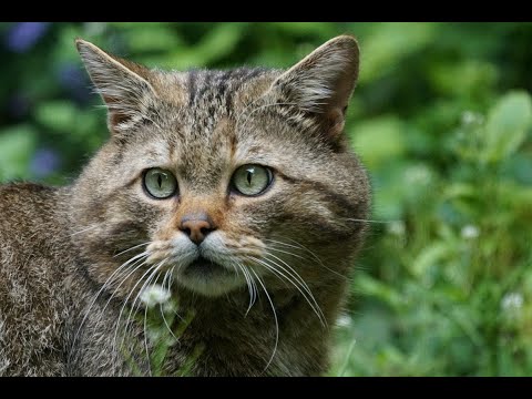 Vidéo: La faune. chats sauvages