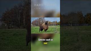 New Zealand's Hunting Controversy:  Saving Paradise or Senseless Slaughter?