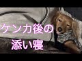 【癒やし】叱られた愛犬と添い寝して仲直りする飼い主〜添い寝ルーティン〜【カニンヘンダックスえびすの日常】