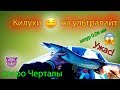 Килограмовые щуки на ультралайт