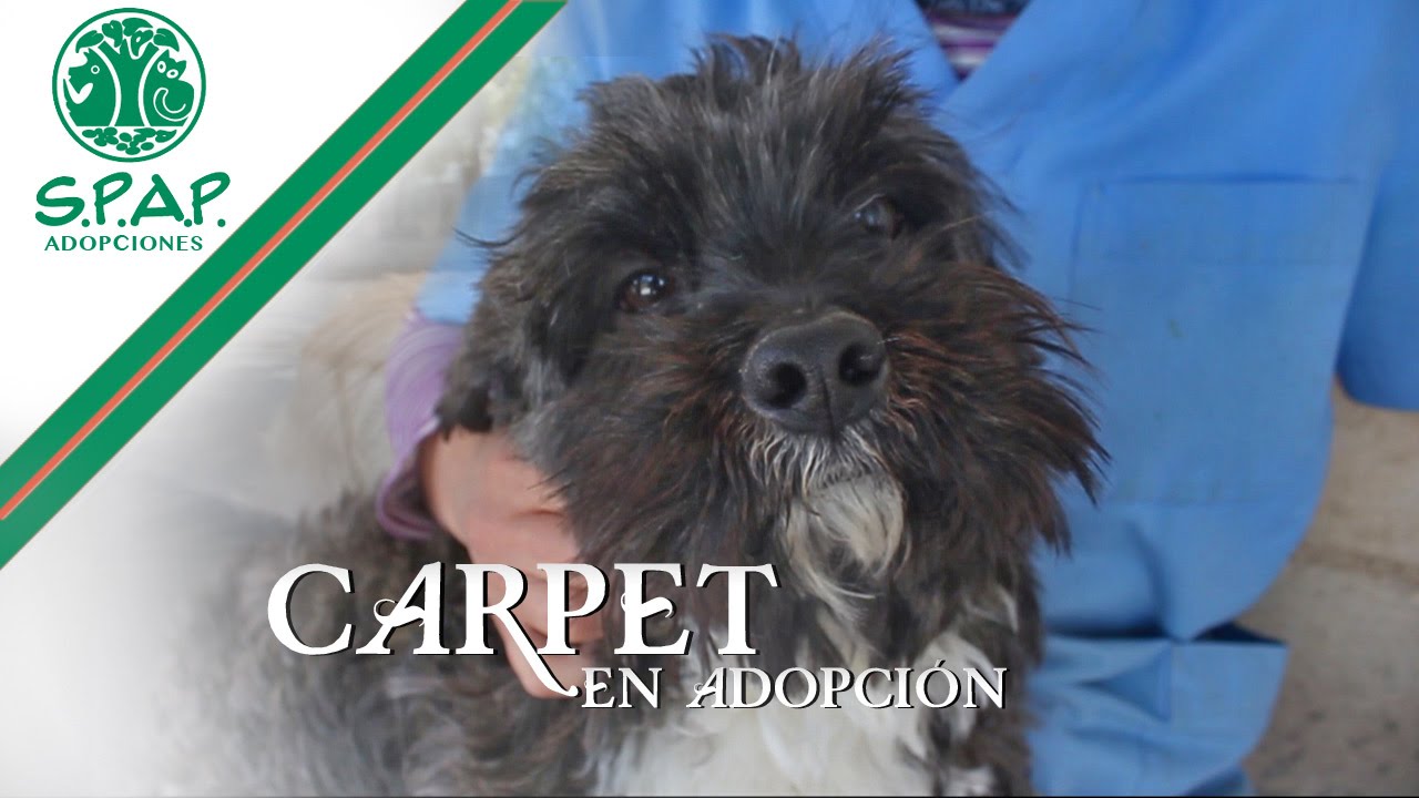 CARPET EN ADOPCIÓN - SPAP (Madrid)