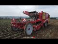 Grimme varitron 470  larrachage de pomme de terre 2021 