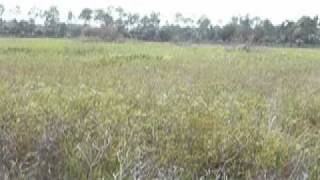 Wetland Plant Adaptations.mov